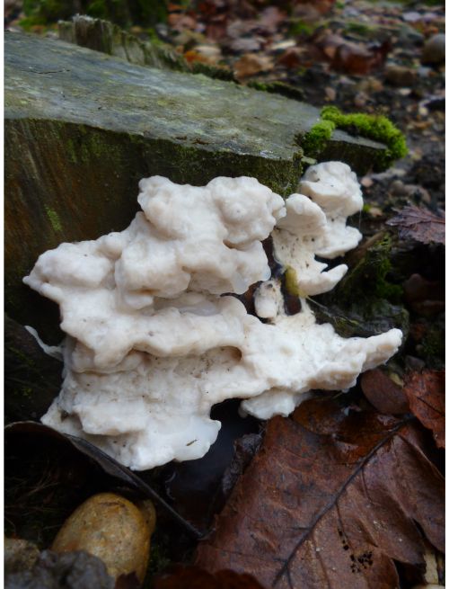 Postia stiptica on Leyland cypress in Southend, UK.